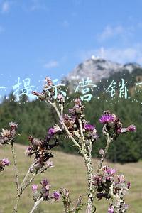 有道翻译在线(《网易有道词典》翻译文言文方法)