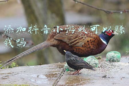 可以赚钱的微信小游戏(赚钱小游戏试玩1：全民餐厅)