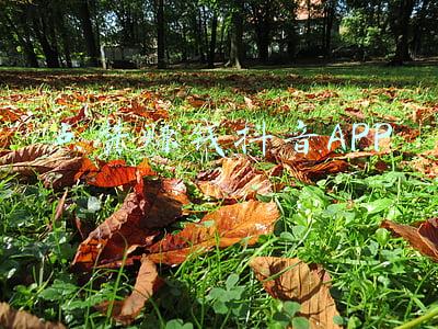 小红书点赞赚钱app(3亿用户，4300万博主：小红书上的“种草”生意)