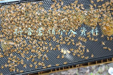 抖音营销个人资料