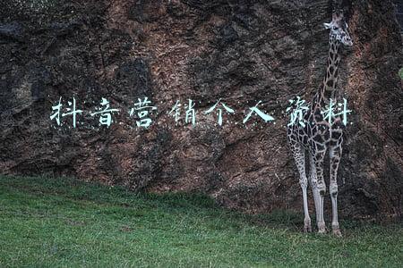 抖音营销个人资料