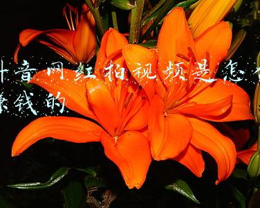 网红拍视频用什么设备(新手如何选择适合自己的手机视频拍摄设备？)