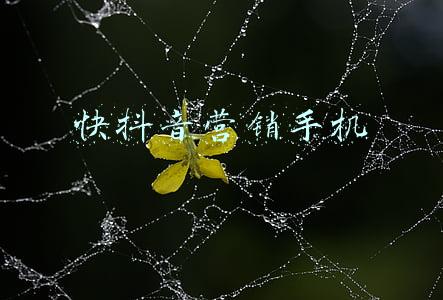 快抖音营销手机