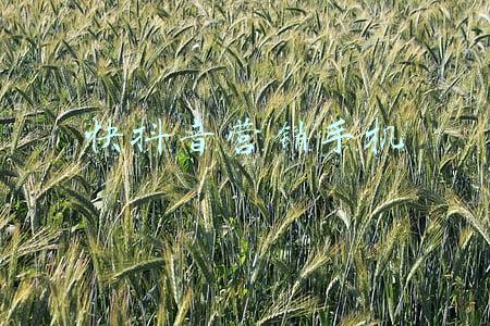 微多多  营销手机(多多果园，盈利了！何解？)