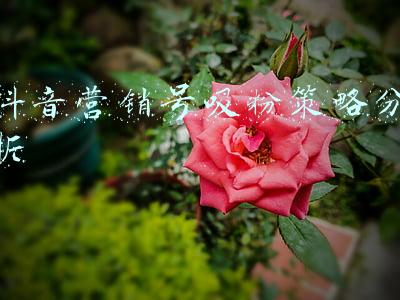 社群吸粉策略(社群分享：涨粉的35个玩法和技巧)