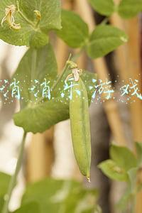 消消乐网页游戏(指尖的绿色力量：近十年环保类游戏集萃)
