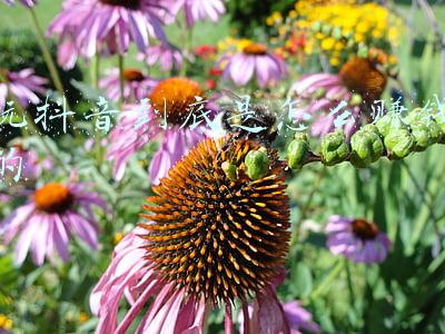 玩抖音到底是怎么赚钱的