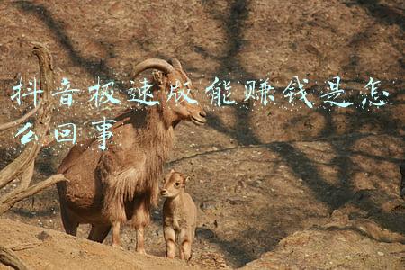 打码赚钱是怎么回事(打码赚钱平台是真的吗？什么是打码赚钱)