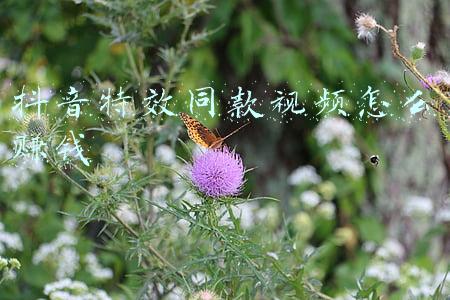 抖音特效同款视频怎么赚钱