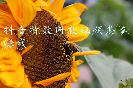 抖音特效同款视频怎么赚钱