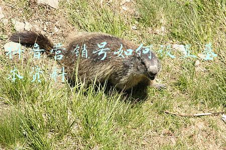 抖音自己的资料怎么设置(抖音账号如何设置标签-四川远晟企业服务)