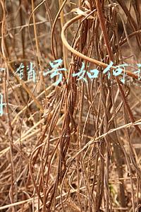 基本资料 手 机 号(王富玉之子王斌、云光中之子云磊、云公民之子云凯晨、张琦之子张岩的那些事)
