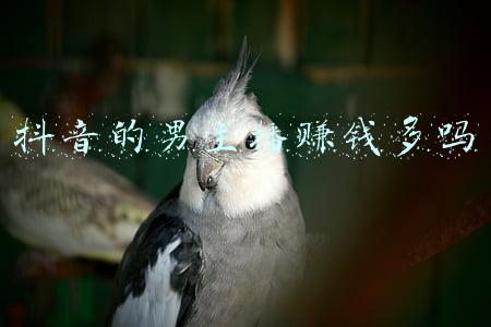 抖音里的主播靠什么收入(从0到1，如何吃到抖音直播红利？)