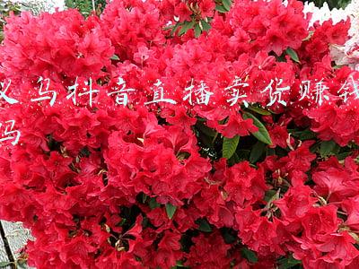 抖音直播卖货为什么那么便宜(抖音直播卖货：3.9元包邮是怎么赚钱的？)