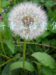 义乌抖音直播卖货赚钱吗