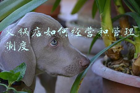 火锅店管理制度规章制度：火锅店的管理制度和规章