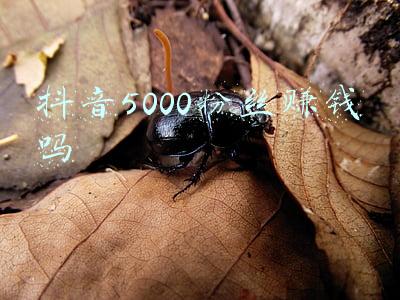抖音500多万粉丝挣多少钱(网红真实收入大揭秘)