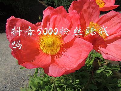抖音粉丝多能赚钱吗(在抖音用1万粉丝狂赚100万，这些“羊毛党”的路子有多野？)