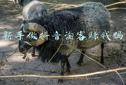 淘客怎么做赚钱多(怎么做淘客能赚钱？分享一位淘客大佬的实操经验)