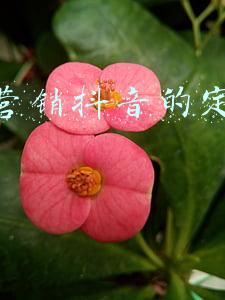抖音的目标市场和定位(短视频竞品分析：从用户和场景看抖音类产品设计)