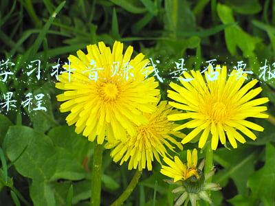 报名学抖音能学到东西吗(抖音上线学习频道，但短视频真的适合学知识吗？)