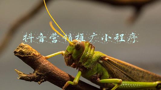 抖音营销推广小程序