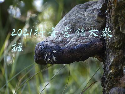 抖音大数据营销案例(抖音平台组合拳营销模式，广东大狼狗郑建鹏言真夫妇典型案例)