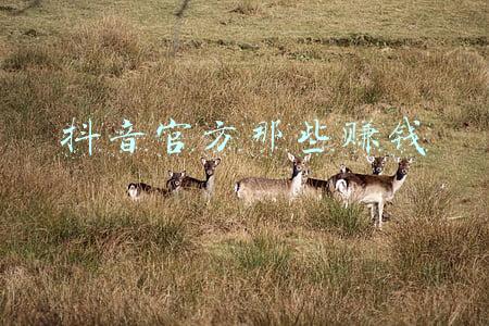 抖音官方一年赚多少钱(美国束手无策！抖音海外版收入超9亿美元，再度蝉联全球榜首)