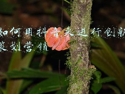 如何进行品牌策划(做好品牌策划方案的五大关键步骤)