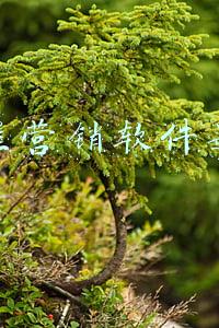 抖音电脑直播推流软件(抖音游戏直播推流码这是一个什么样的契机)