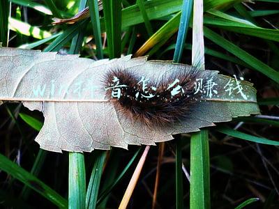 win11怎么刷抖音(电脑上也可刷抖音，Win11来了，还免费升级！微软市值升破2万亿美元，一个重要更新要挑战苹果)
