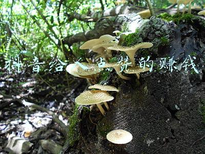 抖音莫名其妙给人点赞(警惕再警惕！“抖音点赞”新型电信网络诈骗！)