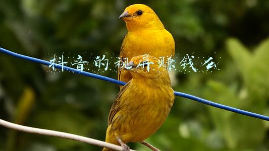 抖音的视频管理在哪里找(5 年迭代 5 次，抖音推荐系统演进历程)