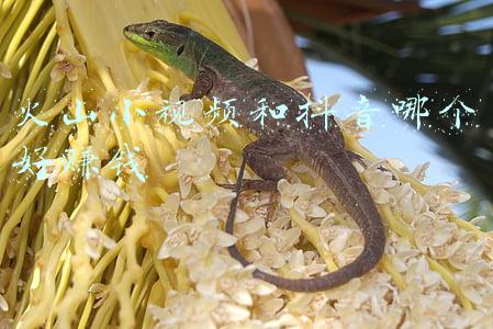 火山视频怎么赚钱(火山视频到底怎么操作，才能日赚300元以上？)
