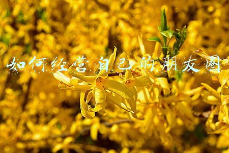 如何经营自己的朋友圈和关注圈-怎么经营自己的朋友圈