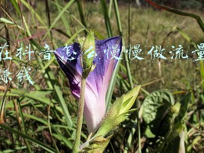 赚流量怎么赚钱(点一下3毛钱！你看“震惊体”网文，他赚流量生意)