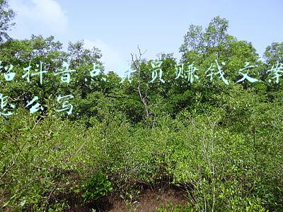 招抖音点赞员赚钱文案怎么写