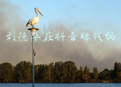 刘德华入驻抖音有钱吗(2天3条短视频，刘德华抖音圈粉已超4000万)