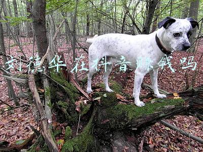 刘德华在抖音赚钱吗