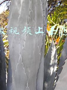 公众号怎么放视频上去(号外｜公众号上的视频可以直接同步视频号上了)