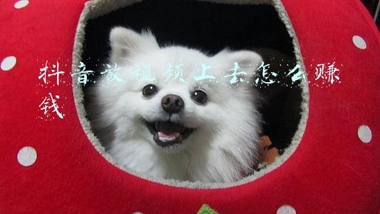 ppt怎么把视频放上去(经验分享——PPT转视频操作方法)