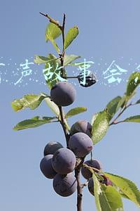 抖音故事会怎么制作(抖音冷门赚钱小项目，可批量矩阵运营)