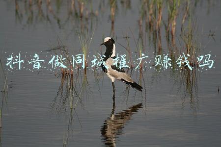 一万块钱做抖音推广靠谱吗(抖音小店无货源可靠吗？它究竟是不是骗局？看看电商从业者的分析)