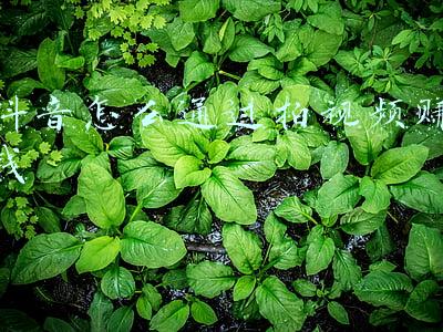 抖音怎么通过抖音号登录(抖音又双叒叕更新了，增加账号切换登录、投屏等多个功能)