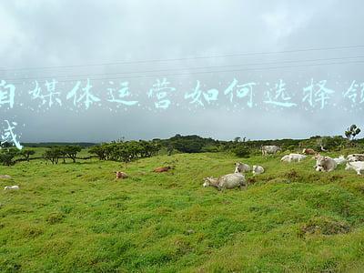 自媒体方向选择(新手自媒体如何选择合适的领域？干货！教你抓住自媒体变现的风口)