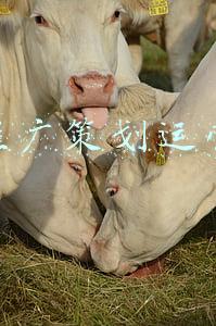 旅游营销策划案(231旅游营销策划案（21份）-广告人干货库)
