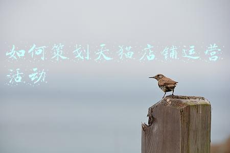 天猫店铺营销策划方案(电商平台能帮商家做什么？天猫提出方法论)