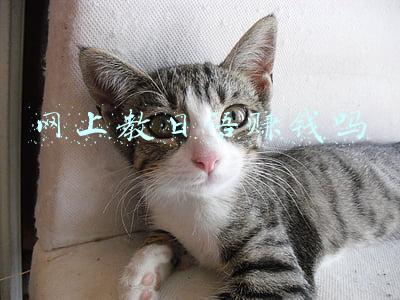 网上教日语赚钱吗