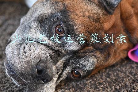 少儿艺术培训学校活动策划方案(儿童教培机构2021年终营销简案（以音乐舞蹈类为主）)