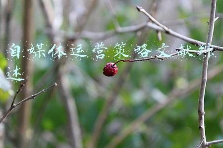 自媒体运营策略文献综述